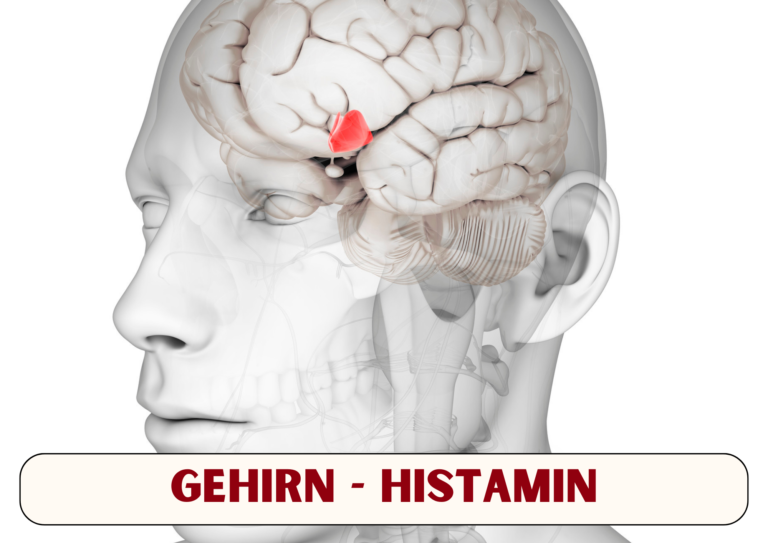 Gehirn - Histamin